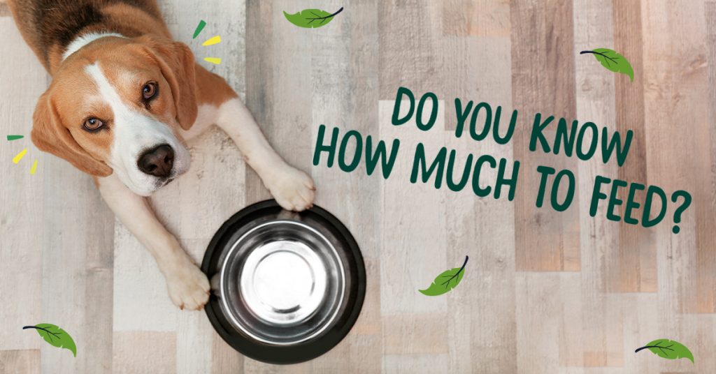 when should i feed my dog