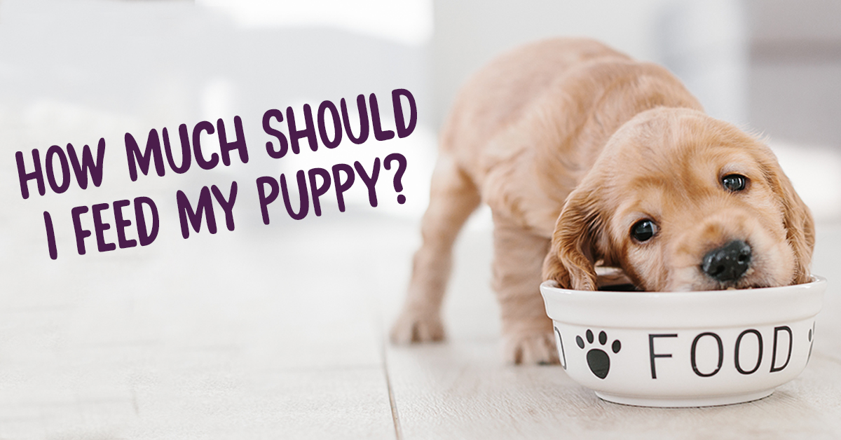 How much to shop feed a puppy uk