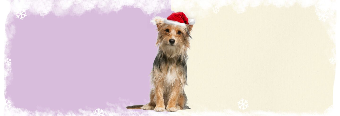 Naturediet Christmas Banner - Humphrey in a Santa Hat